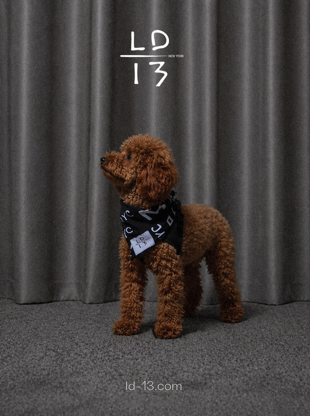 LD-13 dog campaign